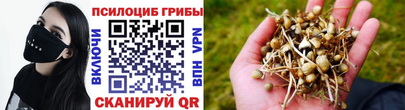 Купить  Гурьевск  Псилоцибиновые грибы Psilocybine cubensis 